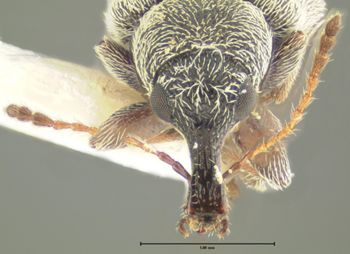 Media type: image;   Entomology 264 Aspect: head frontal view